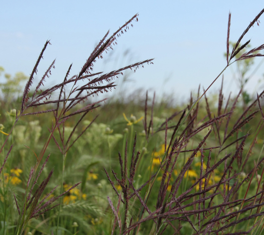 What is Tallgrass Prairie?